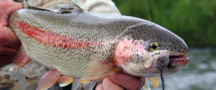 Steelhead Fishing Techniques – Fishing for Steelhead